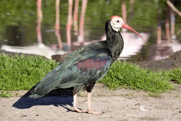 Ibis Careca Geronticus Calvus Está Ameaçado Extinção — Fotografia de Stock