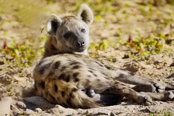 Spotted Hyaena, Crocuta crocuta is a strong animal