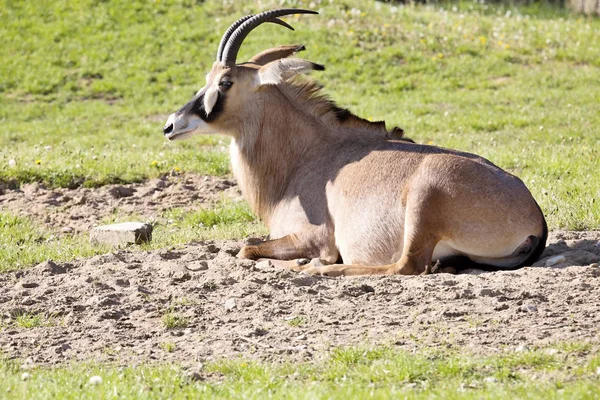 Antilopa Koňská Hippotragus Equinus Velká Antilopa — Stock fotografie