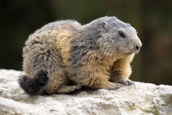 Бабак Альпійський Marmota Marmota Один Великих Гризунів — стокове фото