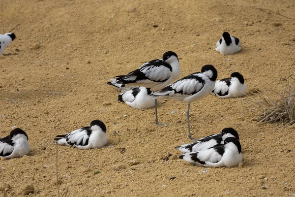 Pied Avocet Recurvirostra Avosetta Vivendo Rebanhos — Fotografia de Stock