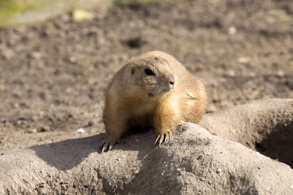 Perro Pradera Cola Negra Cynomys Ludovicianus Ramitas Mordisqueantes — Foto de Stock