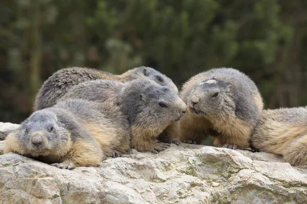 Alpine Marmot Marmota Marmota One Big Rodents — Stock Photo, Image