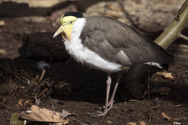 Maskeli Kız Kuşu Vanellus Miles Bir Ayırt Edici Olan Cilt — Stok fotoğraf