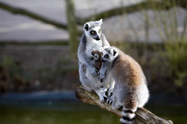 Ring Tailed Lemur Lemur Catta Kvinna Med Ung — Stockfoto