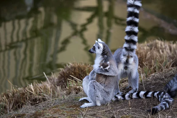 Ogoniasty Lemur Lemur Catta Żyją Rodzinach — Zdjęcie stockowe