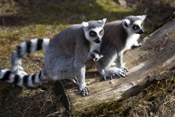 Ringelschwanzmaki Lemurenkatze Leben Familien — Stockfoto