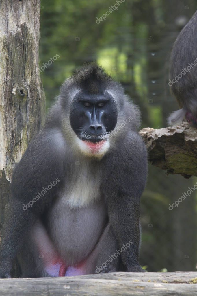 jirousek.zoo-foto.cz