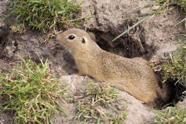 Avrupa zemin sincap, Spermophilus citellus zaten az olduğu
