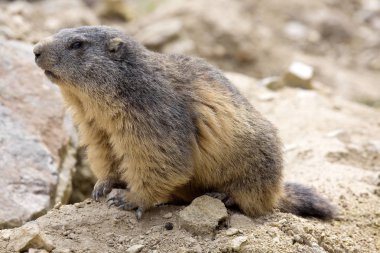 Alp dağ sıçanı, Marmota Marmota, bir büyük kemirgen