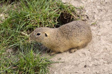 Avrupa zemin sincap, Spermophilus citellus zaten az olduğu