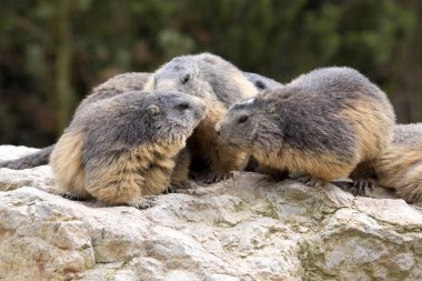 Alp dağ sıçanı, Marmota Marmota, bir büyük kemirgen