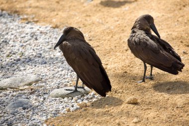 Hamerkop, Scopus umbretta ilginç su kuştur