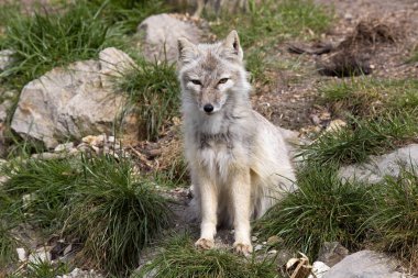 Kurnaz tilki CORSAC fox, Vulpes corsac olduğunu