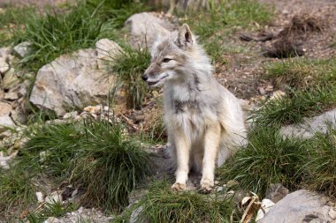 Kurnaz tilki CORSAC fox, Vulpes corsac olduğunu