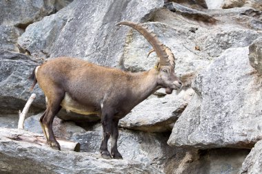 Alp dağ keçisi, Capra ibex dağ keçisi, Alpine meadows gururdur