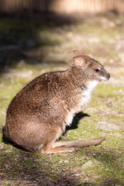 Macropus parma, Parma kanguru arasında küçük kanguru olduklarını