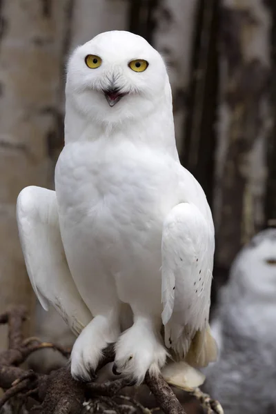 Beautifully Colored Female Snowy Owl Nyctea Scandiaca — Stock Photo, Image