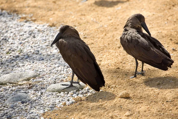 Hamerkop Scopus Umbretta Intressanta Vatten Fågel — Stockfoto