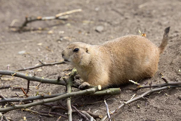 Perro Pradera Cola Negra Cynomys Ludovicianus Ramitas Mordisqueantes — Foto de Stock