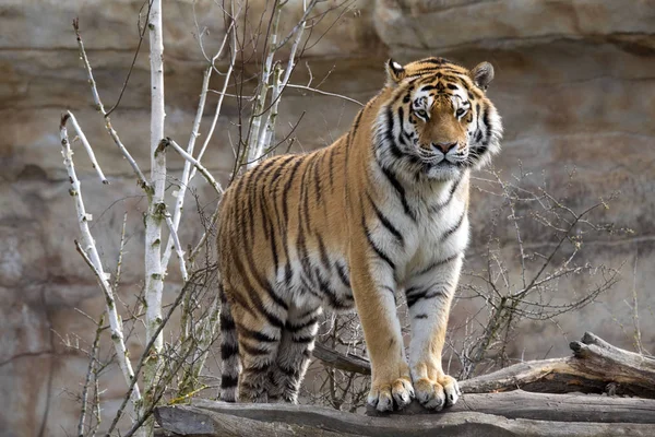 Amur kaplanı, Panthera tigris altaica, yakından yakın izler.