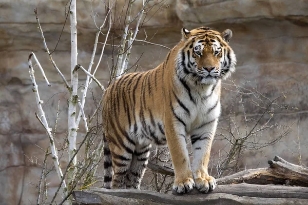 Amour Tigre Panthera Tigris Altaica Surveille Près Proximité — Photo