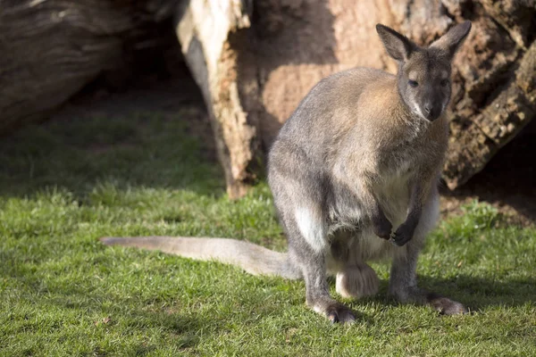 Macho Wallaby Bennett Macropus Rufogriseus — Foto de Stock