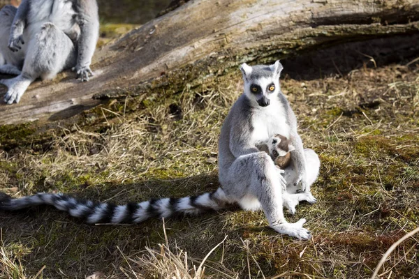 Lemur Cola Anillada Lemur Catta Hembra Con Joven — Foto de Stock