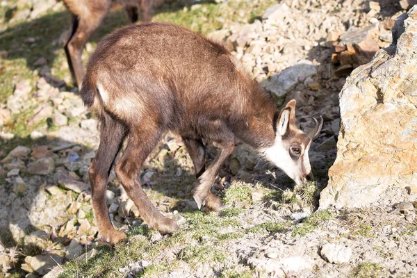 Alpine Chamois Rupicapra Rupicapra Inhabits European Alps — Stock Photo, Image