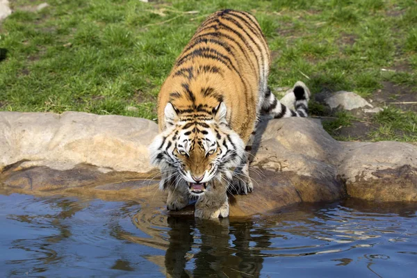 angry Amur tiger, Panthera tigris altaica