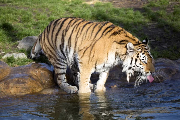 Tigre Amour Panthera Tigris Altaica Langue Eau Potable — Photo