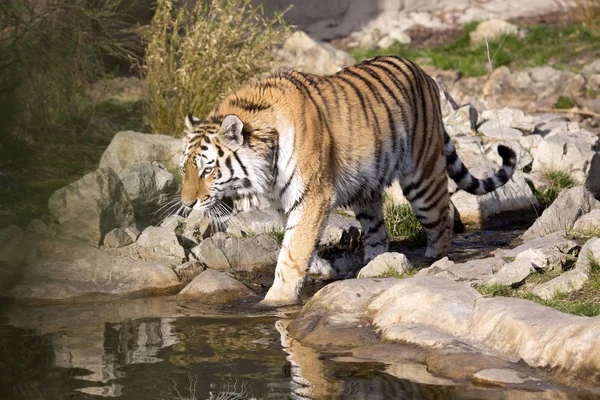 Raiva Tigre Amur Panthera Tigris Altaica Batendo Patas Água — Fotografia de Stock