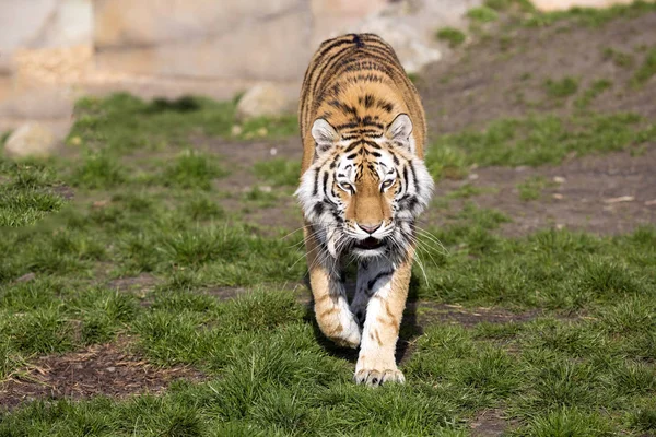 Amur Tiger Panthera Tigris Altaica Goes Camera — Stock Photo, Image