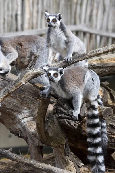 Молоді Ring Tailed Lemur Лемур Catta — стокове фото