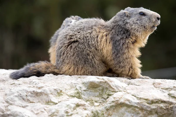 Бабак Альпійський Marmota Marmota Один Великих Гризунів — стокове фото