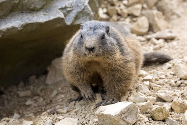 Бабак Альпійський Marmota Marmota Один Великих Гризунів — стокове фото