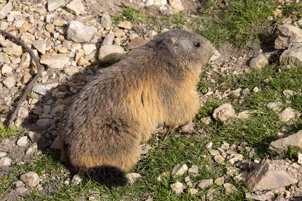 Perro Pradera Cola Negra Cynomys Ludovicianus Ramitas Mordisqueantes — Foto de Stock