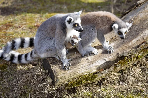 Lemur Cola Anillada Lemur Catta Hembra Con Joven — Foto de Stock