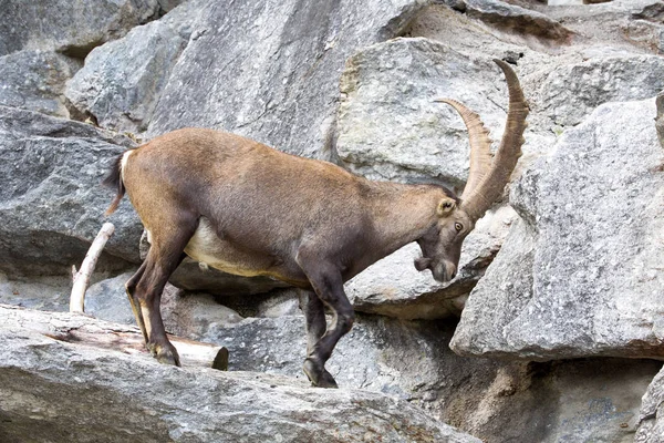 Alpine Ibex Capra Ibex Ibex Pride Alpine Meadows — Stock Photo, Image