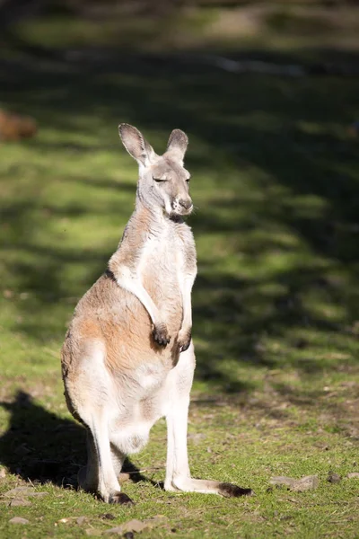 Junges Männliches Rotes Känguru Megaleia Rufa — Stockfoto