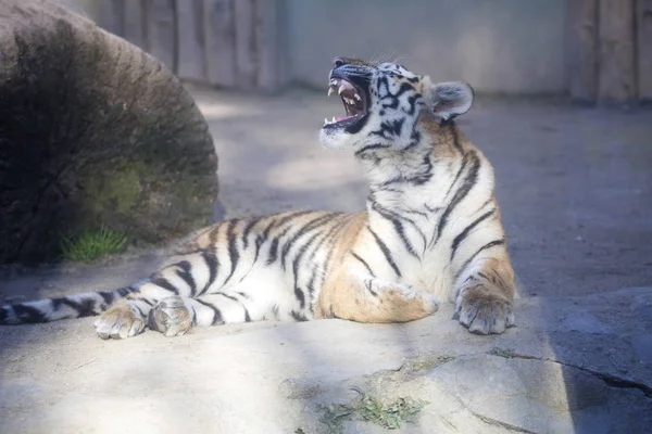 Resting Young Amur Tiger Panthera Tigris Altaica — Stock Photo, Image