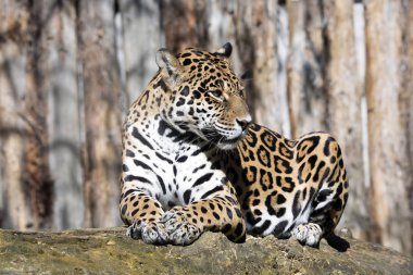 Jaguar Panthera onca büyük bir Güney Amerika yaratıktır