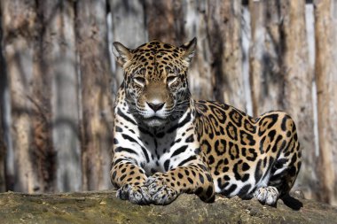 Jaguar Panthera onca büyük bir Güney Amerika yaratıktır