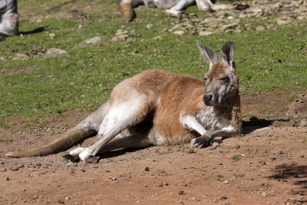 Erwachsenes Männliches Rotes Känguru Megaleia Rufa — Stockfoto
