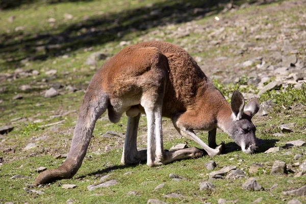 Erwachsenes Männliches Rotes Känguru Megaleia Rufa — Stockfoto