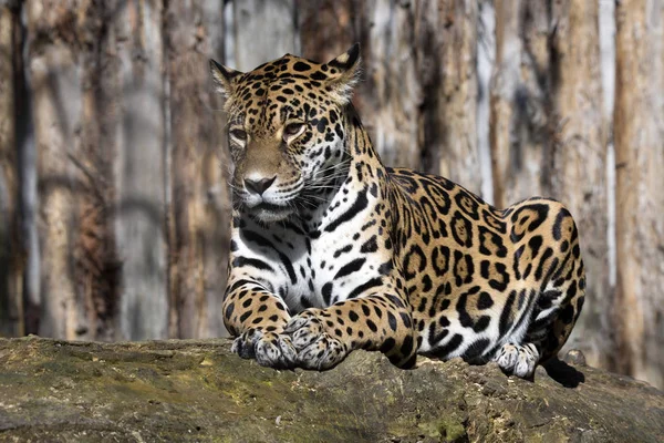 Panthera Onca Огромный Южноамериканский Берег — стоковое фото