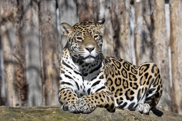 Ягуар Panthera Onca Покоится Стволе Типичном Положении — стоковое фото