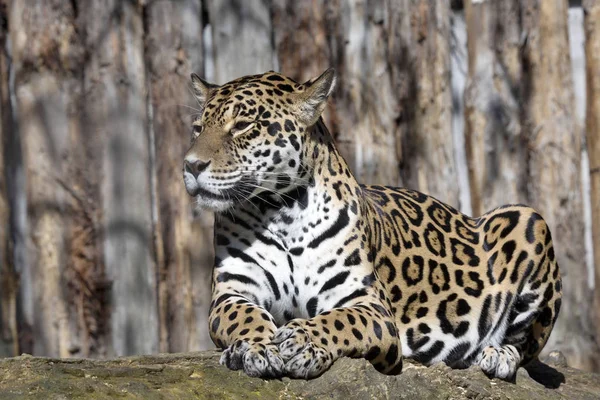 Panthera Onca Огромный Южноамериканский Берег — стоковое фото