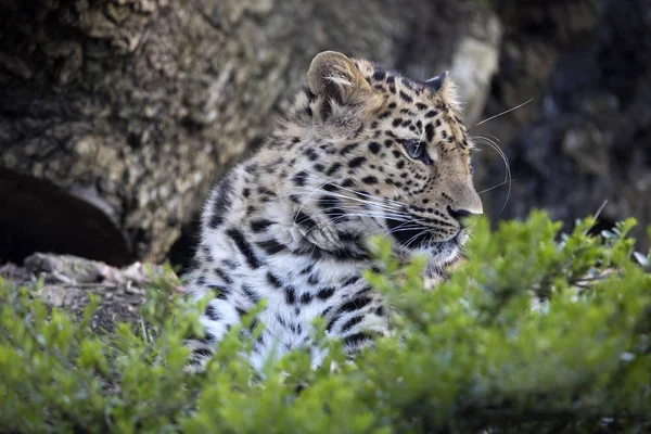 Amur Leopard Panthera Pardus Orientalis Probably Most Beautifully Colored Leopard — Stock Photo, Image