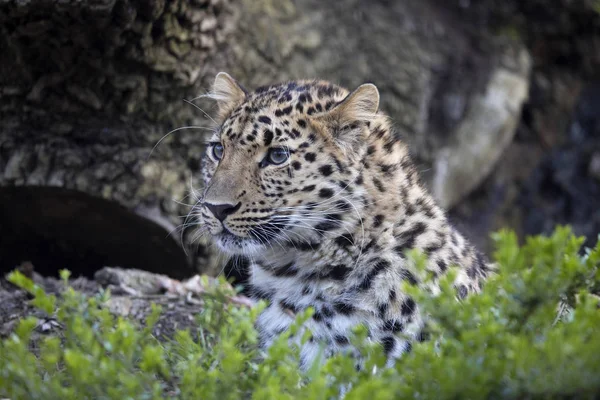 Амурский Леопард Panthera Pardus Orientalis Вероятно Самый Красивый Цветной Леопард — стоковое фото